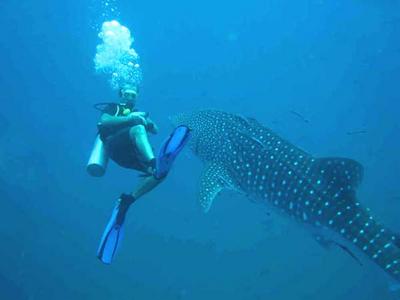 Diving in Thailand - on the island paradise of Koh Tao.
Diving in Thailand - Koh tao - an island paradise -  under Austrian tour guide - the guests and visitors are provided with good typs for divers and swimming suppliers. Only you have to enjoy yourself !
