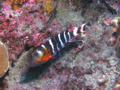 Diving on the island paradise of Koh Tao in Thailand.
Diving in Thailand - Koh tao - an island paradise -  under Austrian tour guide - the guests and visitors are provided with good typs for divers and swimming suppliers. you only have to enjoy yourself !