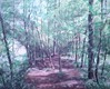Domenico Stago - scene sognanti foresta piena di ispirazione e di emanazioni positive